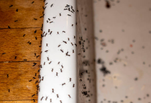 Best Wasp Removal Services  in Downey, CA