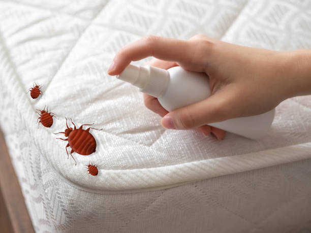 Best Residential Pest Control  in Downey, CA